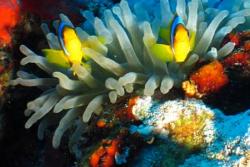 Marsa Alam - Red Sea Dive Holiday. Clown fish.